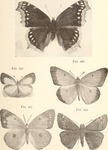 ... (Celastrina ladon), clouded sulphur (Colias philodice), Juvenal's duskywing (Erynnis juvenalis)