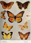 ...s), silvery checkerspot (Chlosyne nycteis), orange sulphur (Colias eurytheme), southern dogface 