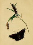 Camberwell beauty, mourning cloak (Nymphalis antiopa)