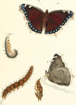 Camberwell beauty, mourning cloak (Nymphalis antiopa)