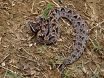 Malayan ground pit viper (Calloselasma rhodostoma)