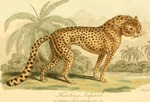 cheetah (Acinonyx jubatus)