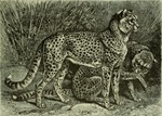 cheetah (Acinonyx jubatus)