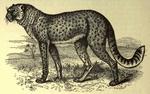 cheetah (Acinonyx jubatus)