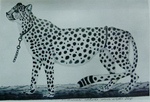 cheetah (Acinonyx jubatus)