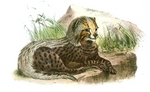 cheetah (Acinonyx jubatus)