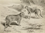 cheetah (Acinonyx jubatus)