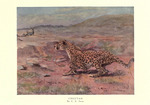 cheetah (Acinonyx jubatus)