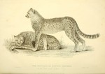 cheetah (Acinonyx jubatus)