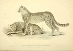 cheetah (Acinonyx jubatus)