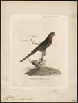 crimson rosella (Platycercus elegans)