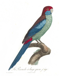 crimson rosella (Platycercus elegans)