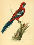 crimson rosella (Platycercus elegans)