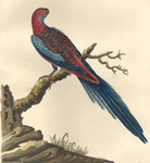 crimson rosella (Platycercus elegans)