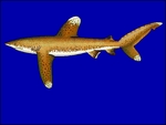 oceanic whitetip shark (Carcharhinus longimanus)