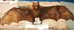 black-eared flying fox (Pteropus melanotus)
