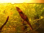 Japanese fire belly newt (Cynops pyrrhogaster)