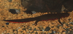 Japanese fire belly newt (Cynops pyrrhogaster)