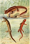 ...brook salamander (Euproctus platycephalus), Japanese fire belly newt (Cynops pyrrhogaster)