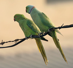 rose-ringed parakeet (Psittacula krameri)