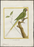rose-ringed parakeet (Psittacula krameri)