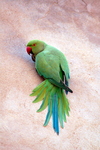 rose-ringed parakeet (Psittacula krameri)