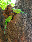 rose-ringed parakeet (Psittacula krameri)