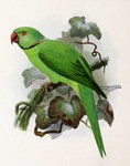 rose-ringed parakeet (Psittacula krameri)