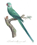 rose-ringed parakeet (Psittacula krameri)