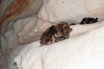 northern bat (Eptesicus nilssonii)