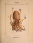 musky octopus (Eledone moschata)