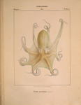 musky octopus (Eledone moschata)