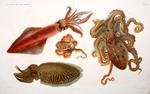 ...European squid (Loligo vulgaris), Atlantic Warty Octopus (Scaeurgus unicirrhus), common cuttlefi