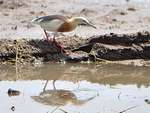 Javan pond heron (Ardeola speciosa)