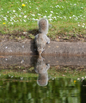 eastern gray squirrel (Sciurus carolinensis)