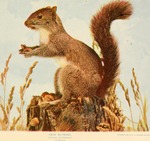 eastern gray squirrel (Sciurus carolinensis)