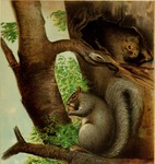 eastern gray squirrel (Sciurus carolinensis)