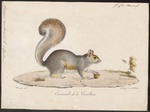 eastern gray squirrel (Sciurus carolinensis)