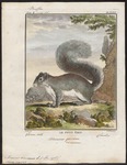 eastern gray squirrel (Sciurus carolinensis)