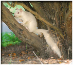 eastern gray squirrel (Sciurus carolinensis)