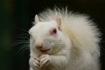 eastern gray squirrel (Sciurus carolinensis)