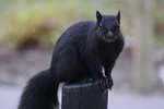 eastern gray squirrel (Sciurus carolinensis)