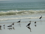 greater crested tern (Thalasseus bergii), gulls (Larus sp.), great cormorant (Phalacrocorax carb...