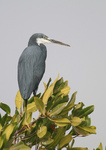 western reef heron (Egretta gularis)