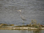 western reef heron (Egretta gularis)