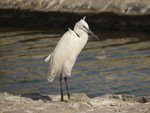 western reef heron (Egretta gularis)