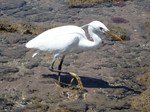 western reef heron (Egretta gularis)