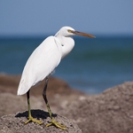 western reef heron (Egretta gularis)