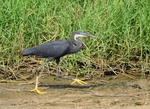 western reef heron (Egretta gularis)