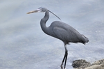 western reef heron (Egretta gularis)